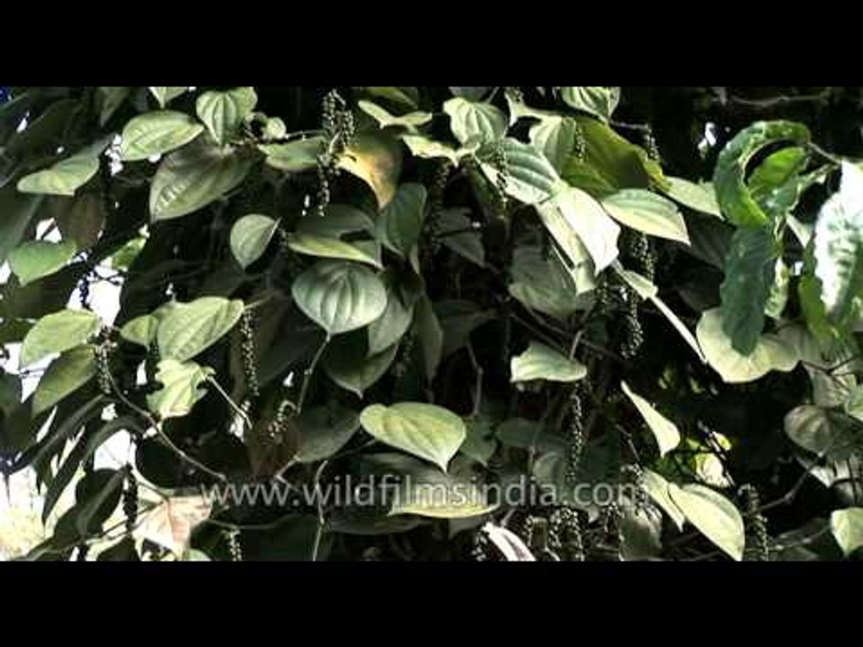 Pepper spice growing as a creeper