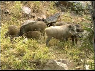 Dead pig - a meal for Wild Boar and birds in India
