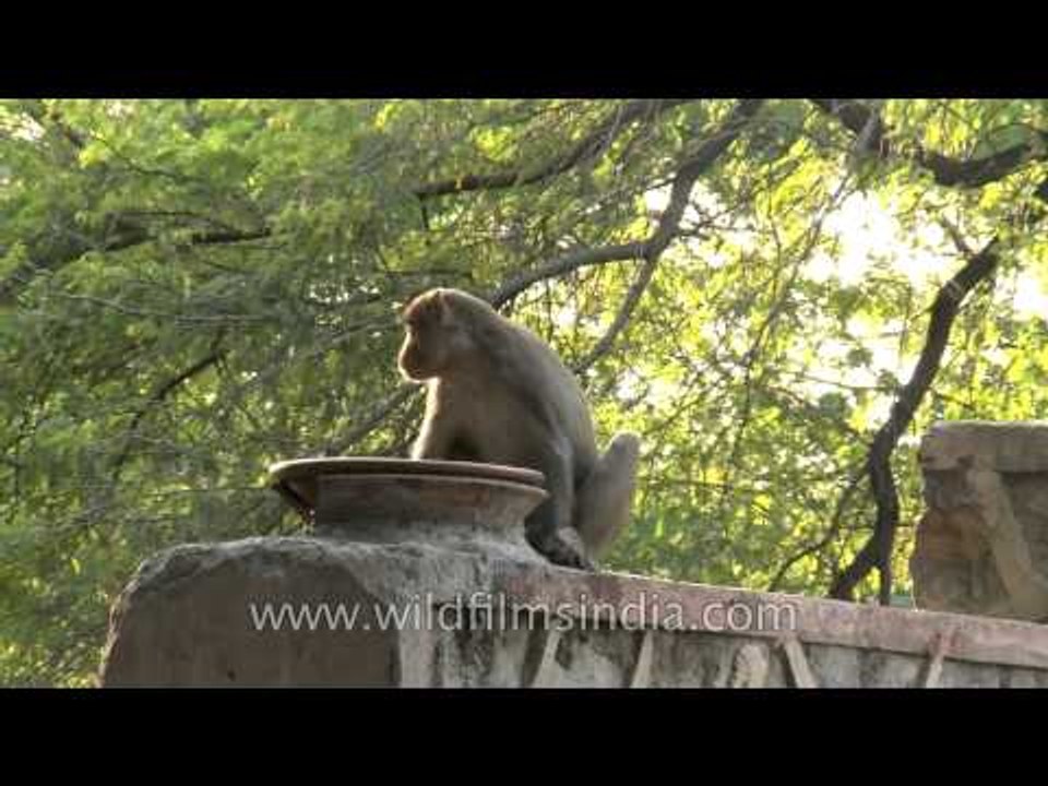 Nervous monkey drinking from a water bowl in India