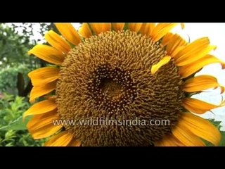 Sunflower flaunting its disk florets