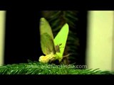 Green Cutworm Moth in Sikkim