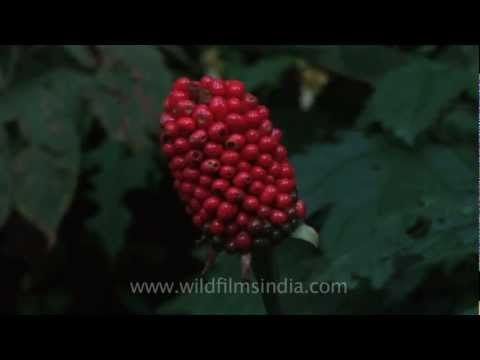 Ripe Arisaema seed pods