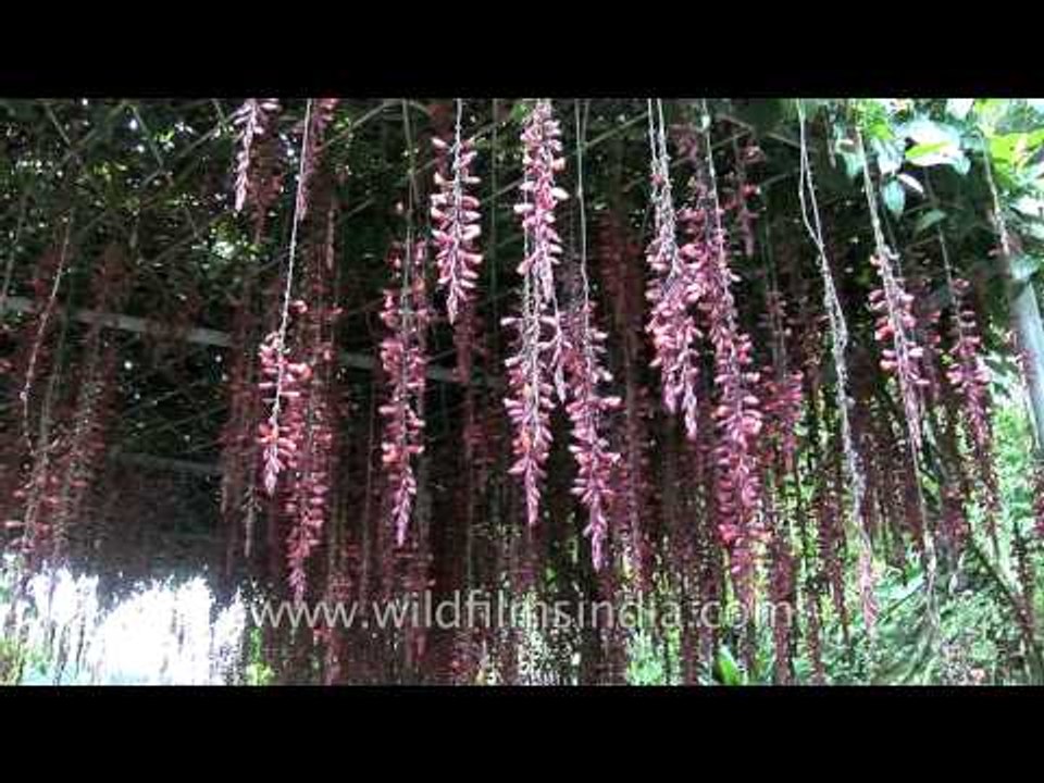 Thunbergia coccinea: Red flowering creeper in Sikkim