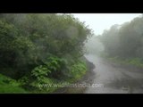 Misty road through the forest in Mahabaleshwar