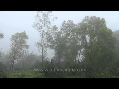 Rainy, misty and windy Mahabaleshwar