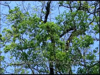 Teak trees of Corbett National Park, Uttarakhand