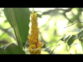 Ceropegia vincaefolia & Zingiber neesanum - Rare tropical flowers on Kaas plateau