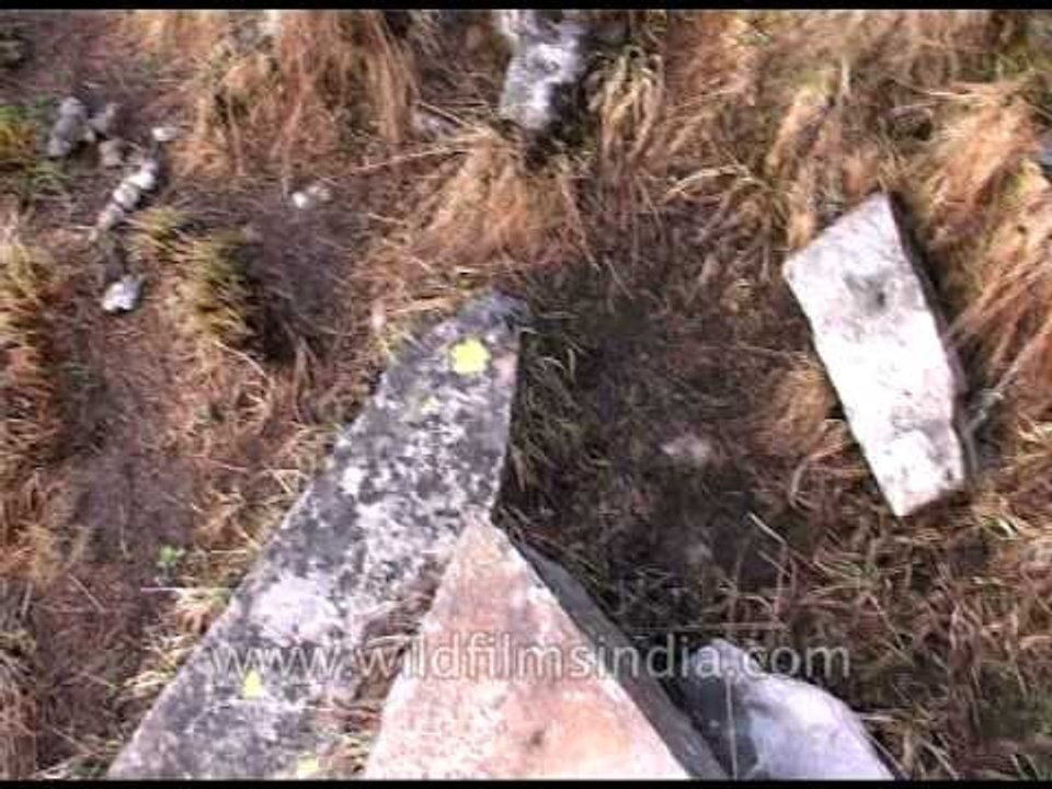 Snow leopard droppings in the Himalaya