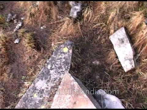 Snow leopard droppings in the Himalaya