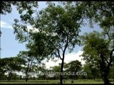 Tea garden establishing shot, Bagdogra, West Bengal