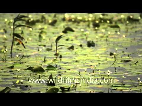 Kaas - water lilies of the Western Ghats