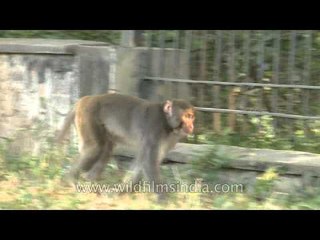 Monkeys in Delhi have nothing to do!