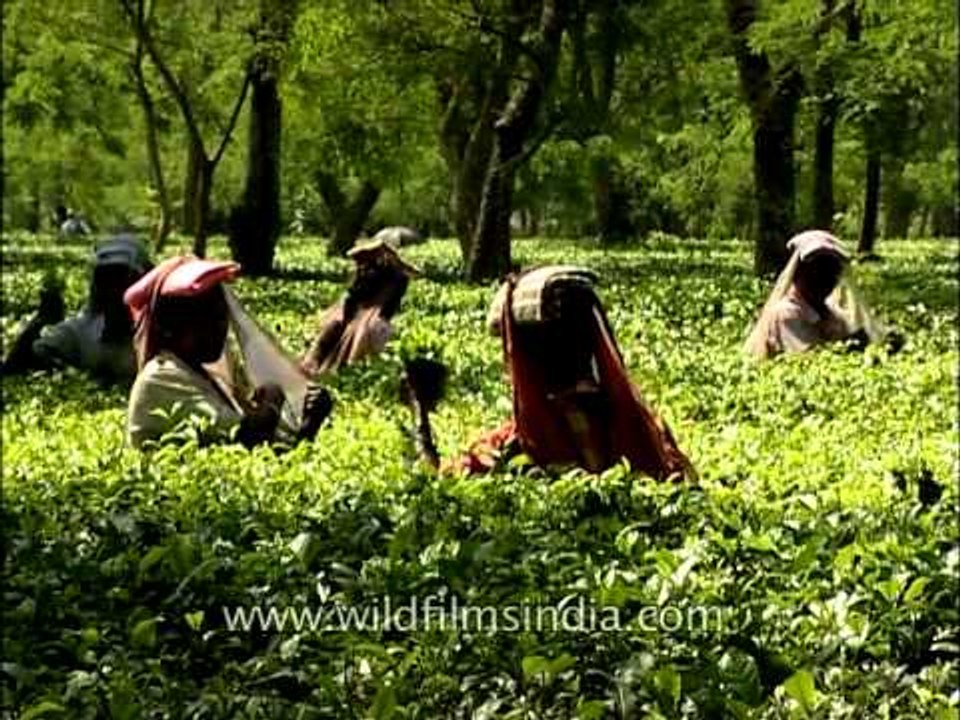 Bagdogra's women tea pluckers
