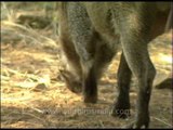 Wild Boar sniffing the ground, Sariska