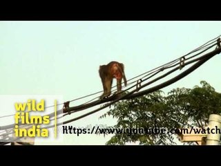 Monkey walking the electric tight-rope!