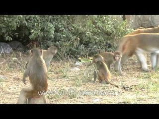 Cute alert: Baby monkey clinging on tight to mommy's chest!