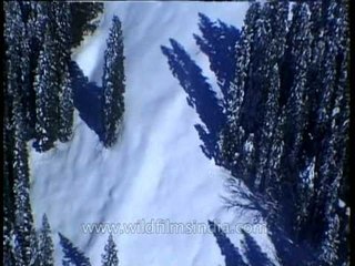 Aerial view of Himalayan conifers from a helicopter