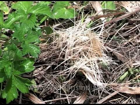 Hair of poached Musk Deer