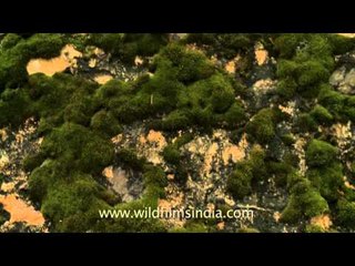 Thick moss covers the pushta walls in Landour