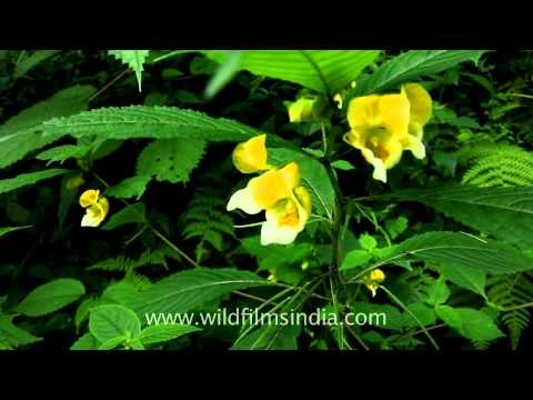 Impatiens flowers blooming in the british Raj-era town - Landour