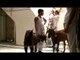 Sacrificial goat for Eid al-Adha ritual sacrifice