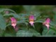 Impatiens flowers growing in great profusion in Mussoorie
