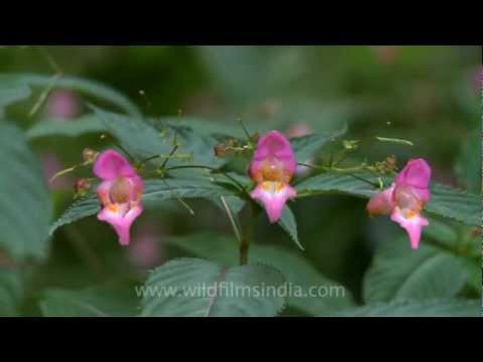 Impatiens flowers growing in great profusion in...