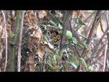 Red-headed Tit feeds its four chicks