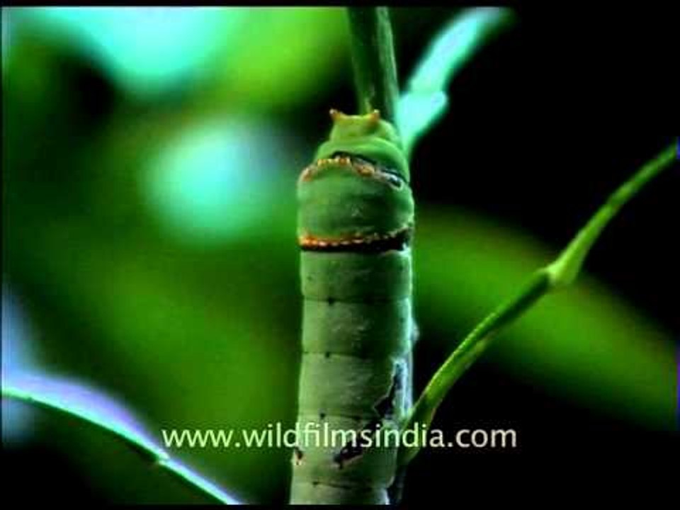 Wriggly wiggly green caterpillar