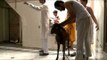 Knot tied so tightly around goat's neck: getting ready for Eid-al-Adha ritual sacrifice