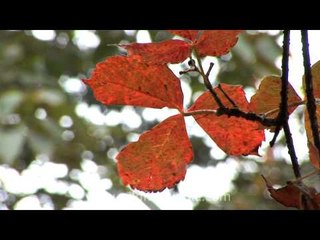 Autumn colours around Mussoorie