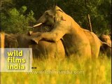 Elephants mating