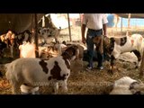 Herd of goats for sale on the occasion of Eid al-Adha