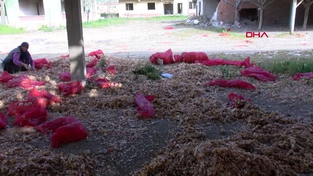 Ankara Polatlı'da Tonlarca Çürümüş Soğan Atıldı