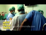 Cesarean section delivery - surgical birth of a human!