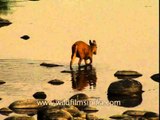 Indian Muntjac attempts to cross the Ramganga river