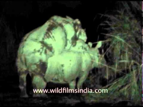 One horned rhinos mating at Kaziranga Park