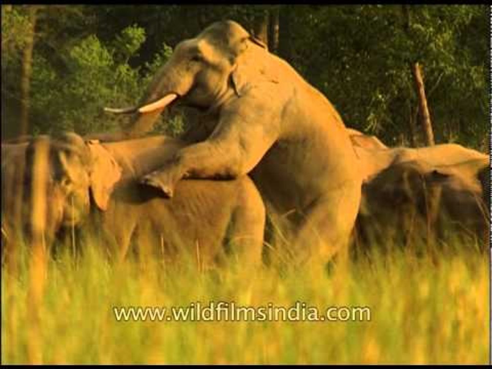 Elephants making out!