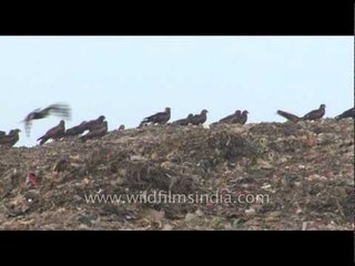 Ghazipur garbage dump