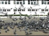 Feeding Pigeons outside Jama Mosque in Srinagar