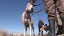 سوء معاملة كلاب الصيد في إسبانيا بعد انتهاء الخدمة