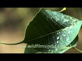 Peepal tree leaf with monsoon water droplets