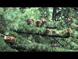 Deodar cones on a Himalayan Cedar tree