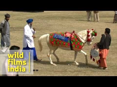 Horse made to dance to dhol beats during rural sports festival