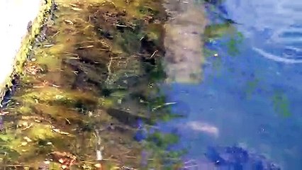 Vidéos de jeunes ombres arctiques du 27 avril 2019 - un peu plus calmes