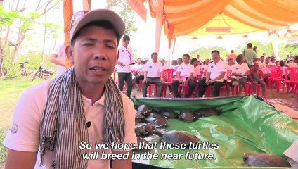 Turtle Power: near extinct terrapins make Cambodian comeback