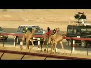 Camel Race