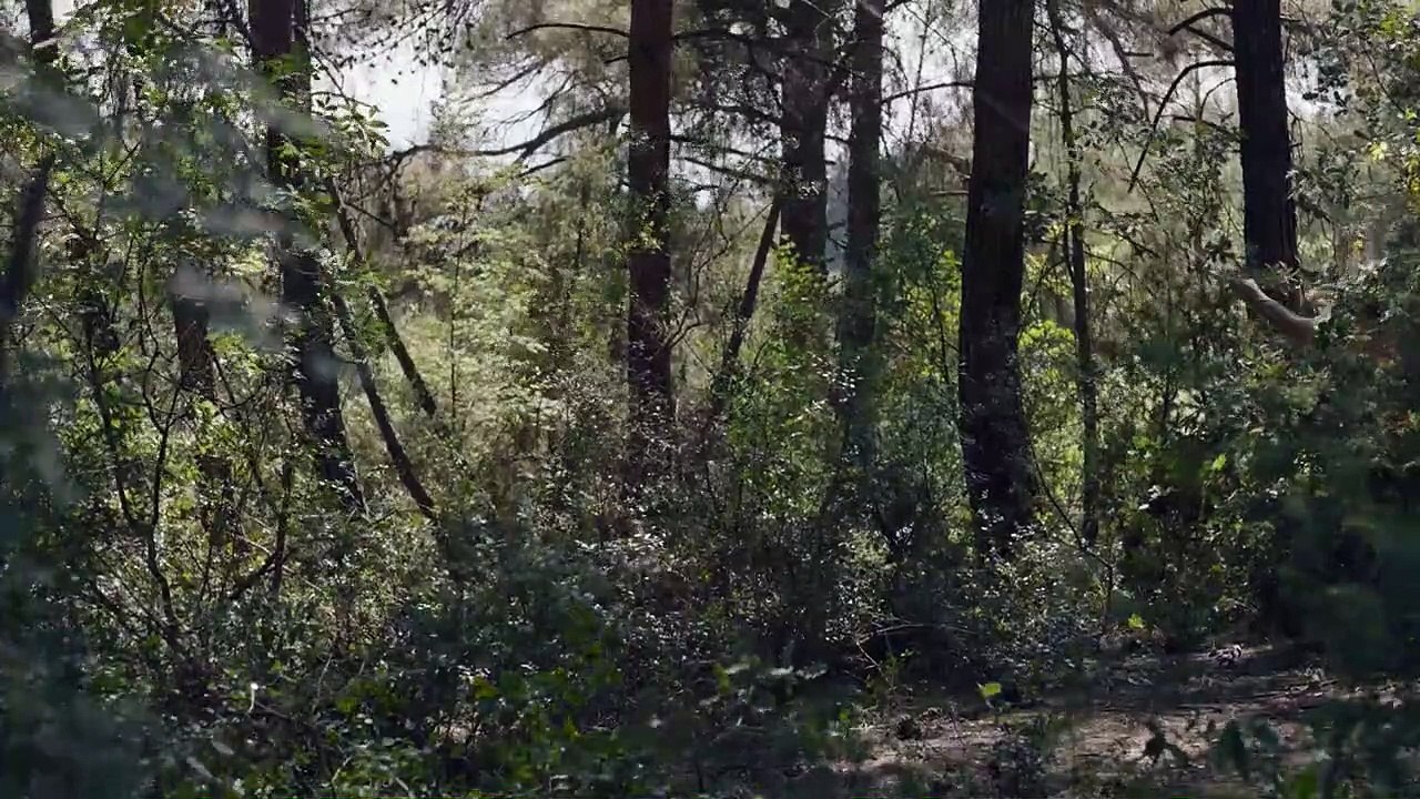 Nebula (2018) Filmi Fragman