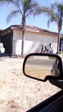 Man Saves Goat Trapped in Barbed Wire Fence