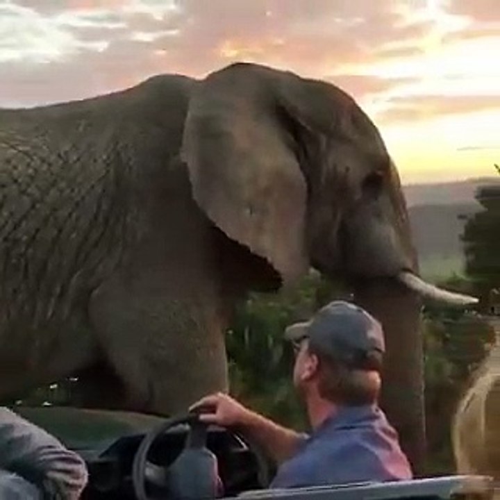 Elephant walks up to jeep on Safari